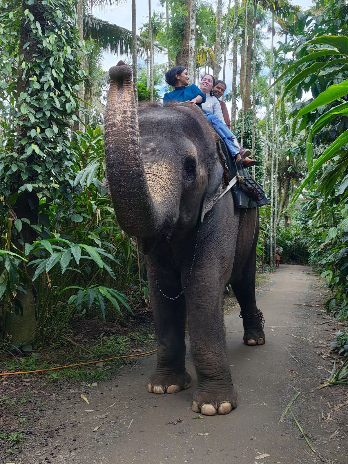 Elephant safari on the Periyar reserve edge, Thekkady, Kerala